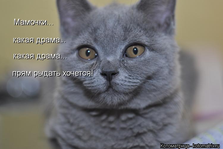 Мамочки... какая драма. какая драма... прям рыдать хочется! ..... Котоматрица: Мамочки... какая драма. какая драма... прям рыдать хочется! ..