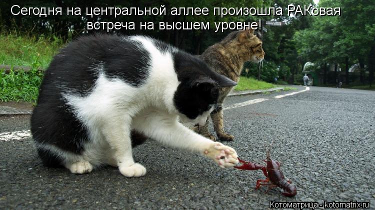 Сегодня на центральной аллее произошла РАКовая встреча на высшем уровне!... Котоматрица: Сегодня на центральной аллее произошла РАКовая встреча на высшем уровне!