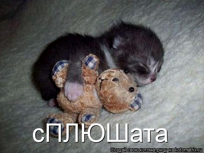 Котоматрица: сПЛЮШата
