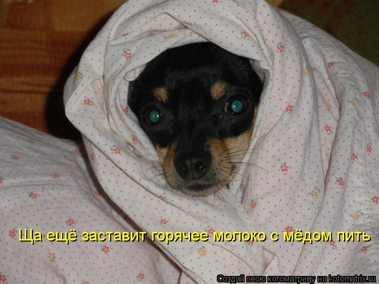Котоматрица: Ща ещё заставит горячее молоко с мёдом пить