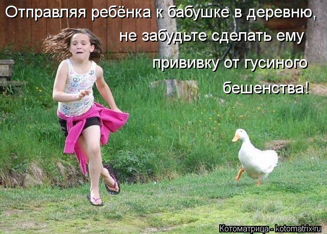Котоматрица: Отправляя ребёнка к бабушке в деревню, не забудьте сделать ему  прививку от гусиного бешенства!