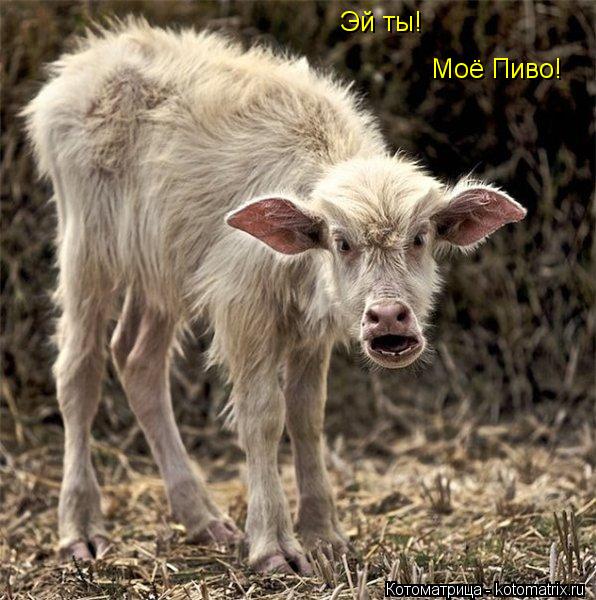 Эй ты! Эй ты! Моё Пиво!... Котоматрица: Эй ты! Эй ты! Моё Пиво!