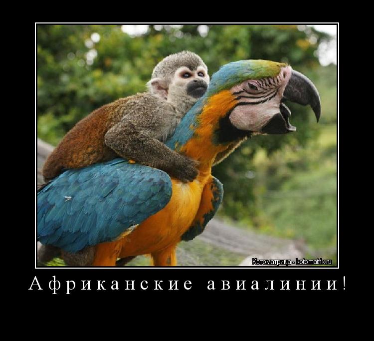 Африканские авиалинии! ... Котоматрица: Африканские авиалинии!