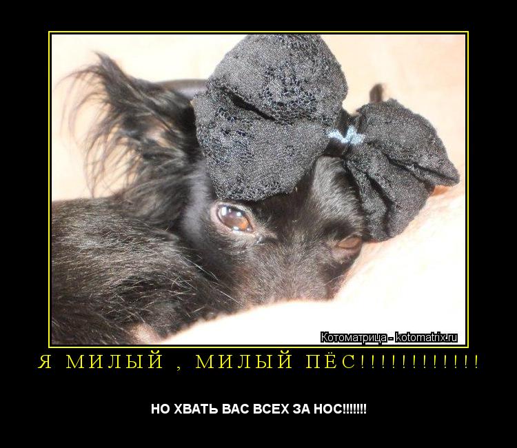 Котоматрица: Я МИЛЫЙ , МИЛЫЙ ПЁС!!!!!!!!!!!! НО ХВАТЬ ВАС ВСЕХ ЗА НОС!!!!!!!