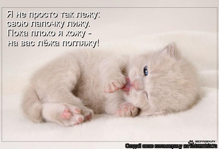 Котоматрица: Пока плохо я хожу - Я не просто так лежу: свою лапочку лижу. на вас лёжа погляжу!