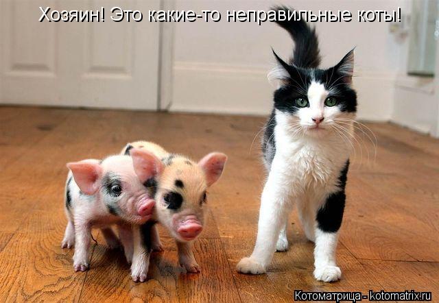 Котоматрица: Хозяин! Это какие-то неправильные коты!