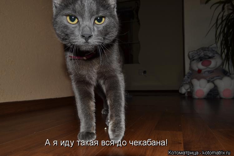 Котоматрица: А я иду такая вся до чекабана!