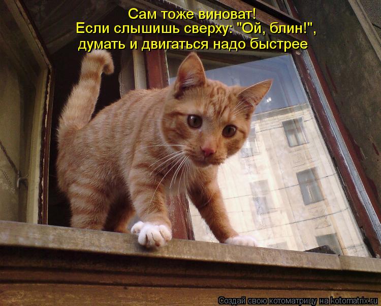 Котоматрица: Сам тоже виноват!  Если слышишь сверху: "Ой, блин!", думать и двигаться надо быстрее