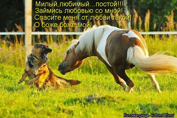 Котоматрица: Милый,любимый...постой!!! Займись любовью со мной! Спасите меня от любви такой! О боже,боже мой!