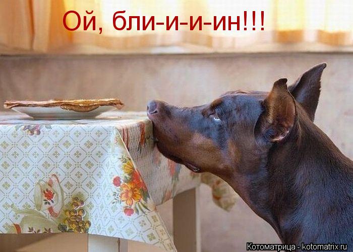 Ой, бли-и-и-ин!!!... Котоматрица: Ой, бли-и-и-ин!!!