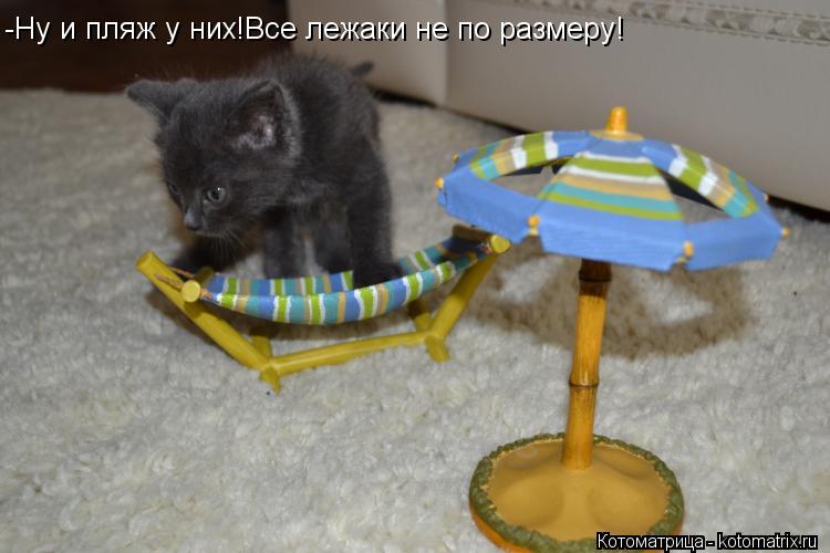 Котоматрица: -Ну и пляж у них!Все лежаки не по размеру!