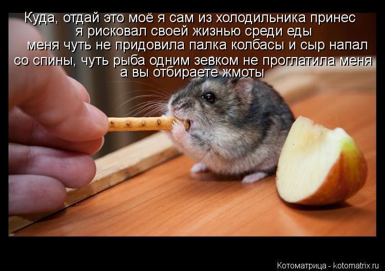 Котоматрица: Куда, отдай это моё я сам из холодильника принес  я рисковал своей жизнью среди еды меня чуть не придовила палка колбасы и сыр напал  со спин