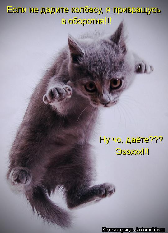 Котоматрица: Если не дадите колбасу, я привращусь в оборотня!!! Ну чо, даёте??? Ну чо, даёте??? Эээххх!!!