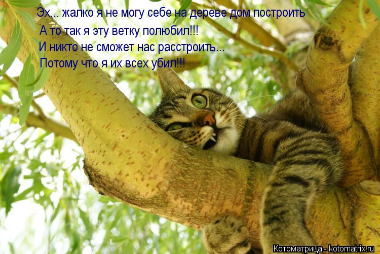 Котоматрица: Эх... жалко я не могу себе на дереве дом построить А то так я эту ветку полюбил!!! И никто не сможет нас расстроить... Потому что я их всех убил!!!