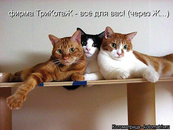 Котоматрица: фирма ТриКотаЖ - всё для вас! (через Ж...)