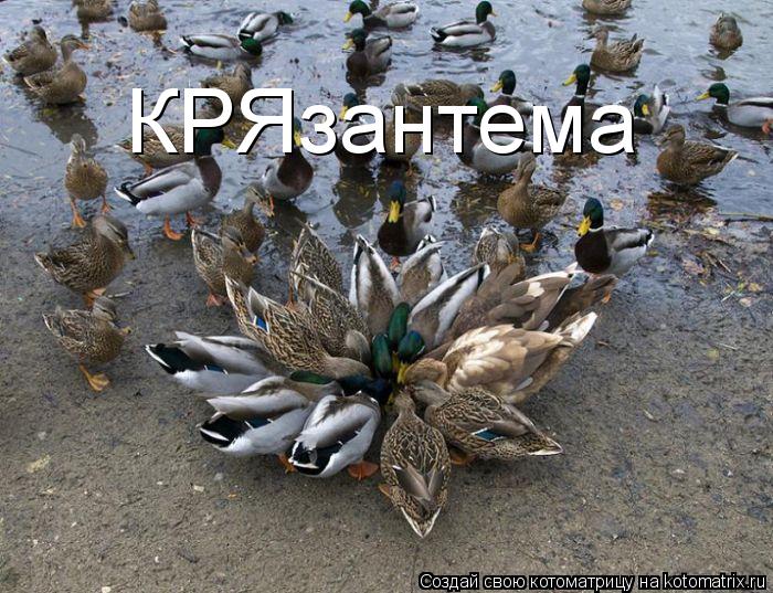 Котоматрица: КРЯзантема