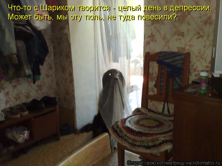 Котоматрица: Что-то с Шариком творится - целый день в депрессии.  Может быть, мы эту тюль, не туда повесили?