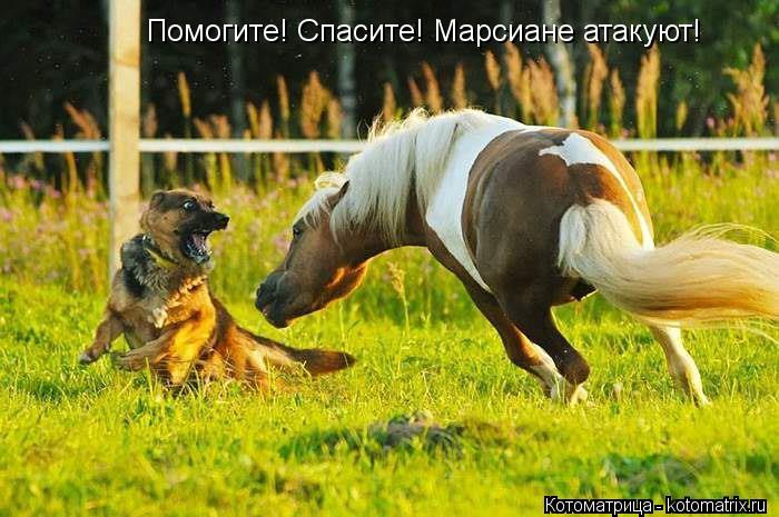 Помогите! Спасите! Марсиане атакуют!... Котоматрица: Помогите! Спасите! Марсиане атакуют!