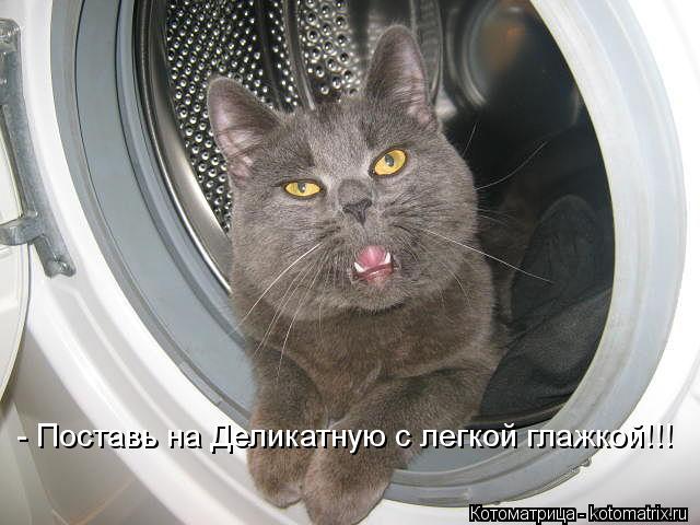 Котоматрица: - Поставь на Деликатную с легкой глажкой!!!