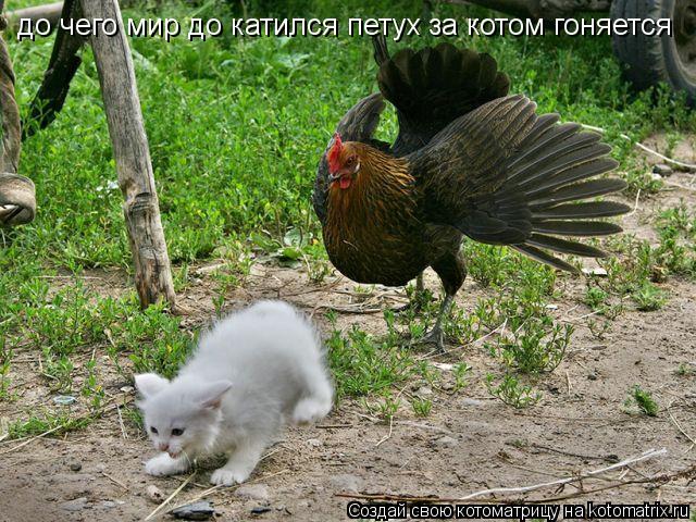 Котоматрица: до чего мир до катился петух за котом гоняется