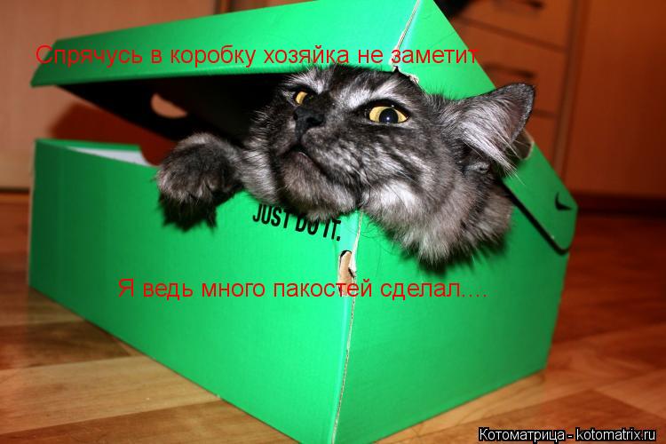 Котоматрица: Спрячусь в коробку хозяйка не заметит. Я ведь много пакостей сделал....