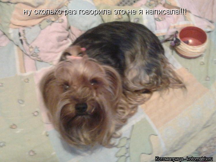 ну сколько раз говорила это не я написала!!!... Котоматрица: ну сколько раз говорила это не я написала!!!