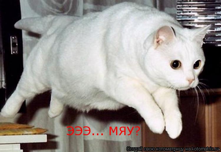 Котоматрица: ЭЭЭ... МЯУ?