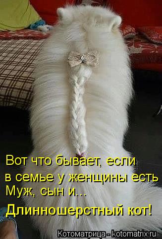 Котоматрица: Вот что бывает, если в семье у женщины есть  Муж, сын и... Длинношерстный кот!