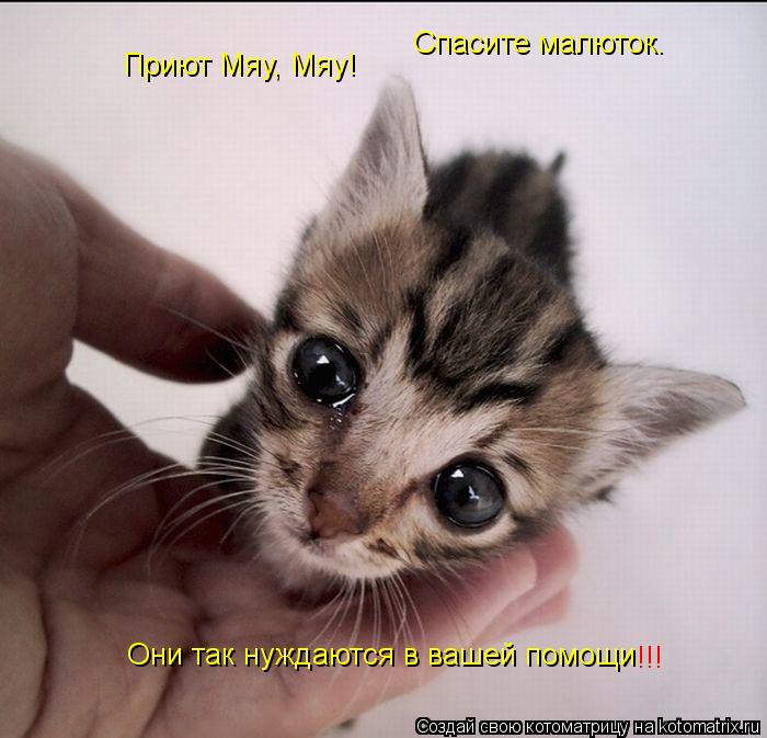 Котоматрица: Приют Мяу, Мяу! Спасите малюток. Они так нуждаются в вашей помощи !!!
