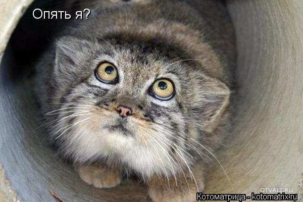 Котоматрица: Опять я?
