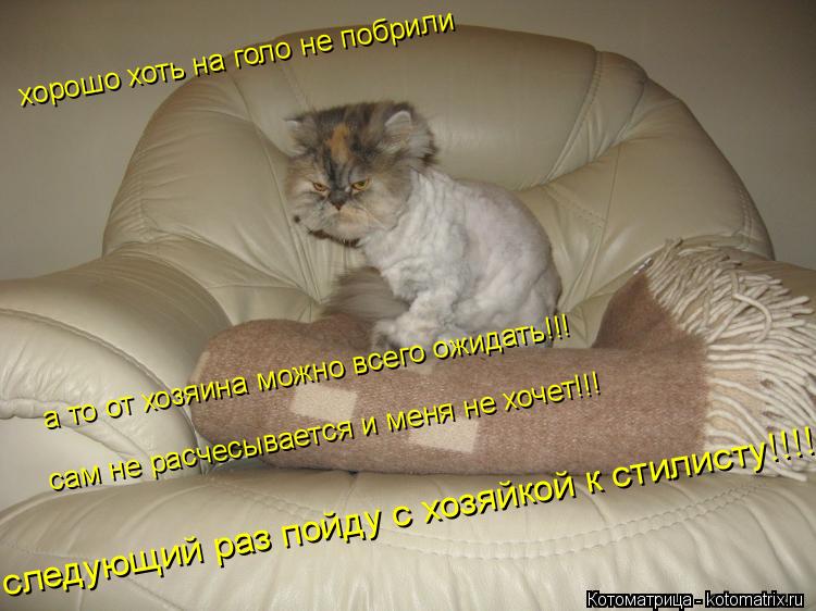 Котоматрица: хорошо хоть на голо не побрили а то от хозяина можно всего ожидать!!! сам не расчесывается и меня не хочет!!! следующий раз пойду с хозяйкой к 