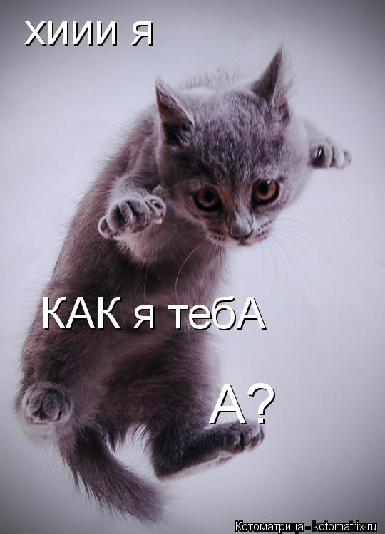 Котоматрица: хиии я КАК я тебА  А?