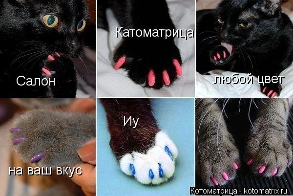 Котоматрица: Салон Катоматрица любой цвет на ваш вкус Иу