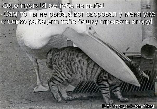 Котоматрица: -Эй,отпусти!Я же тебе не рыба! -Сам-то ты не рыба,а вот своровал у меня уже столько рыбы,что тебе башку отрывать впору!