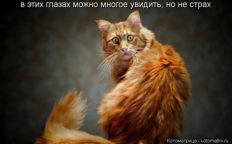 Котоматрица: в этих глазах можно многое увидить, но не страх