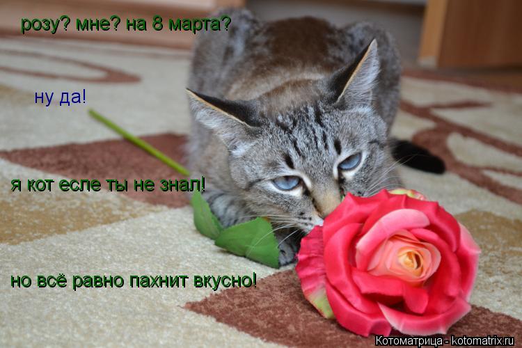 Котоматрица: розу? мне? на 8 марта? ну да! я кот есле ты не знал! но всё равно пахнит вкусно!