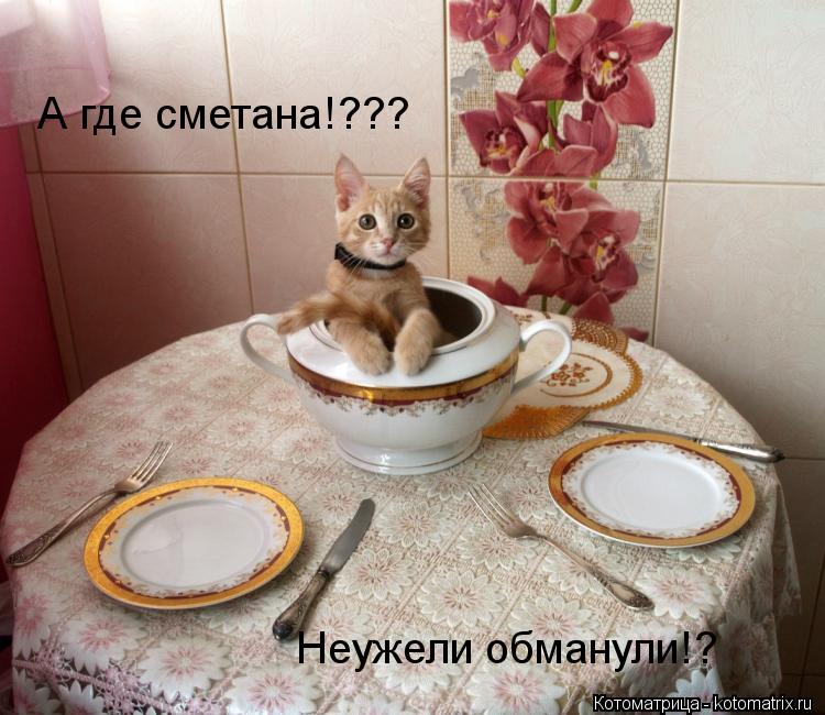 А где сметана!??? Неужели обманули!?... Котоматрица: А где сметана!??? Неужели обманули!?