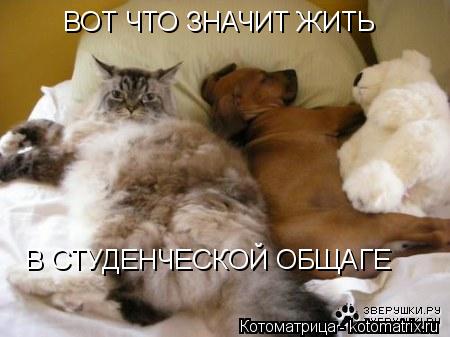 Котоматрица: ВОТ ЧТО ЗНАЧИТ ЖИТЬ В СТУДЕНЧЕСКОЙ ОБЩАГЕ
