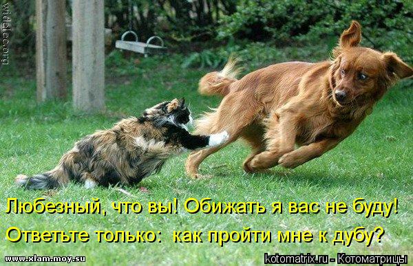 Котоматрица: Любезный, что вы! Обижать я вас не буду! Ответьте только:  как пройти мне к дубу?