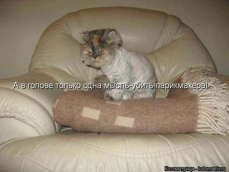 Котоматрица: А в голове только одна мысль-убить парикмахера!