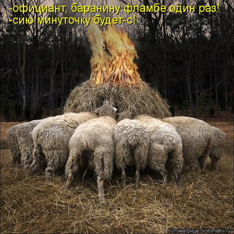 -официант, баранину фламбе один раз! -сию минуточку будет-с!... Котоматрица: -официант, баранину фламбе один раз! -сию минуточку будет-с!