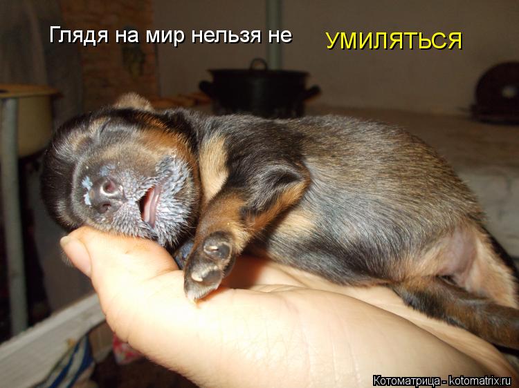 Котоматрица: Глядя на мир нельзя не УМИЛЯТЬСЯ