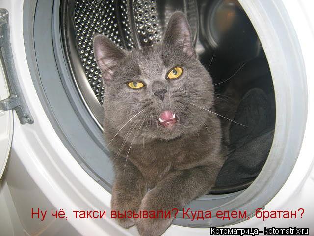 Ну чё, такси вызывали? Куда едем, братан?... Котоматрица: Ну чё, такси вызывали? Куда едем, братан?