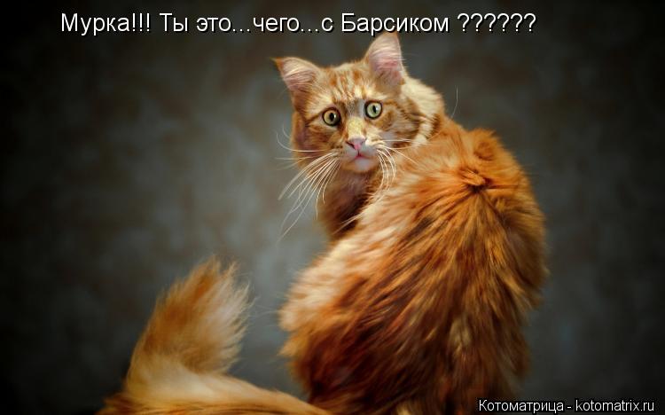 Котоматрица: Мурка!!! Ты это...чего...с Барсиком ??????
