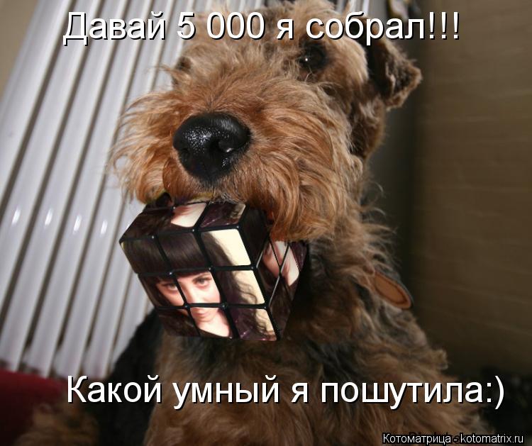 Котоматрица: Давай 5 000 я собрал!!!  Какой умный я пошутила:)