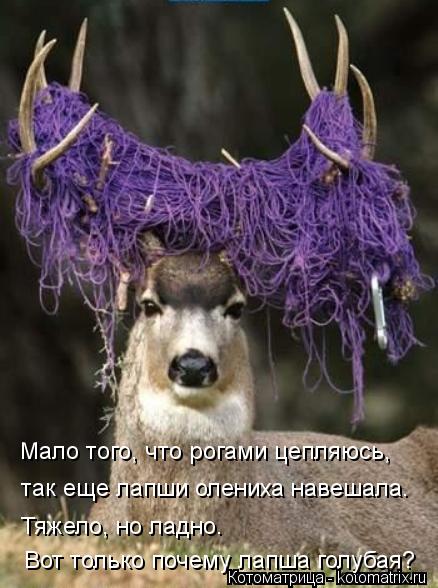 Котоматрица: Мало того, что рогами цепляюсь, так еще лапши олениха навешала. Тяжело, но ладно. Вот только почему лапша голубая?