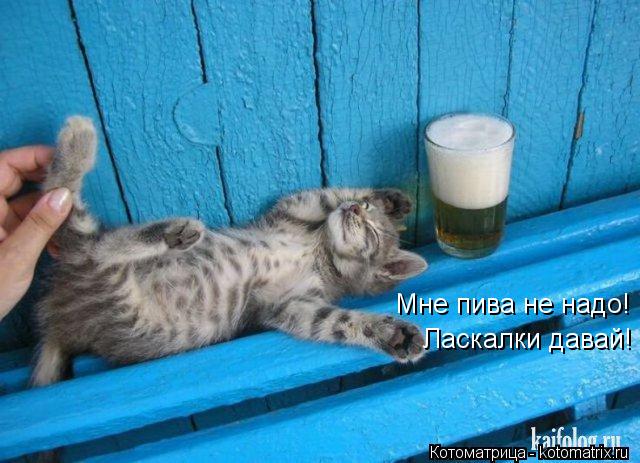 Котоматрица: Мне пива не надо! Ласкалки давай!