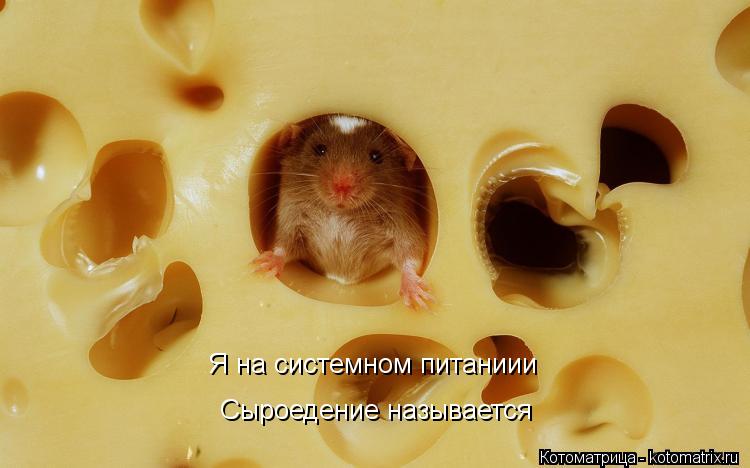 Котоматрица: Я на системном питаниии Сыроедение называется