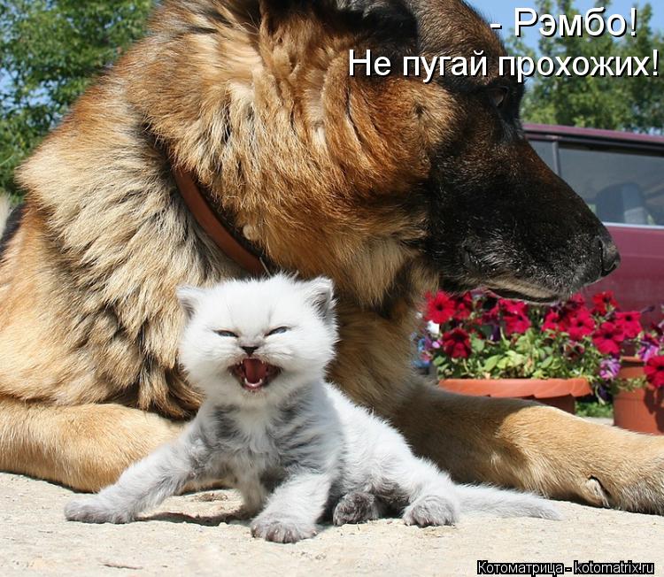 - Рэмбо! Не пугай прохожих!... Котоматрица: - Рэмбо! Не пугай прохожих!