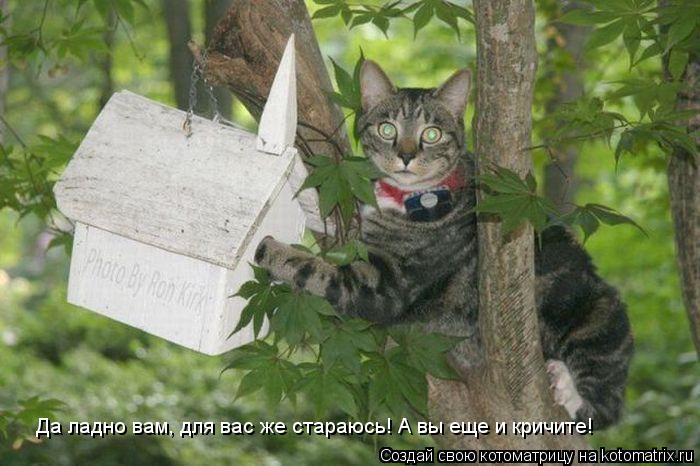 Да ладно вам, для вас же стараюсь! А вы еще и кричите!... Котоматрица: Да ладно вам, для вас же стараюсь! А вы еще и кричите!